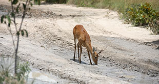 Veado na estrada para Fazenda Trijun&ccedil;&atilde;o